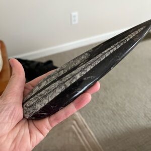 Black and Gray Fossil Orthoceras Fossil Specimen